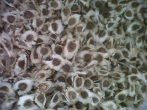 Moringa seed