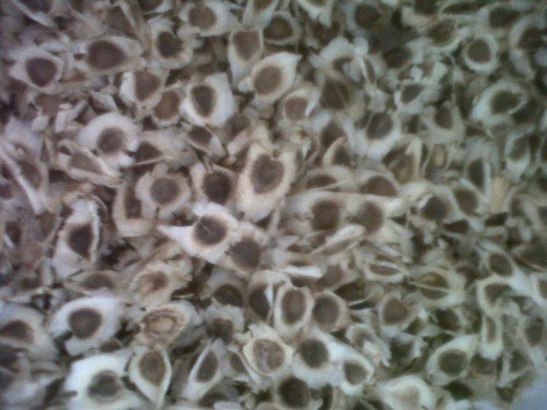 Moringa seed